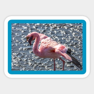 Namibia. Walvis Bay. Flamingo Stretching Wings. Sticker